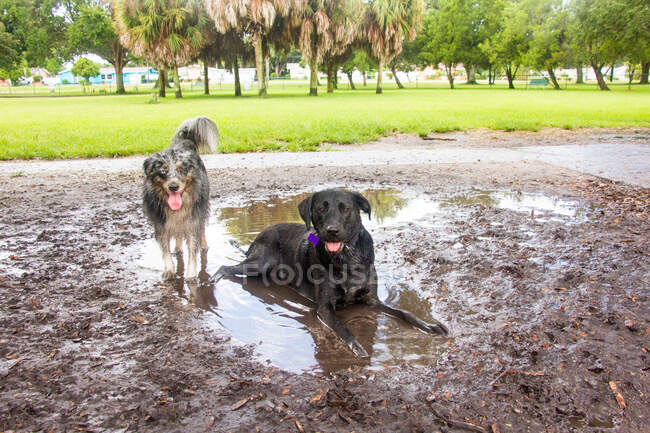 Australian Shepherd and Labrador Retriever dog in the mud, United States — Stock Photo