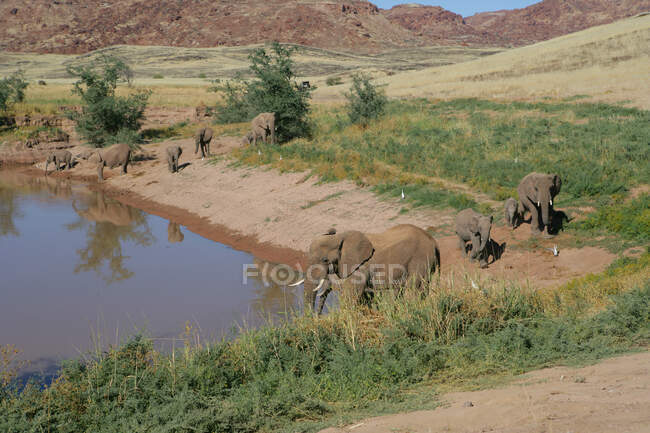 Manada de elefantes junto a un pozo de agua, Namibia - foto de stock