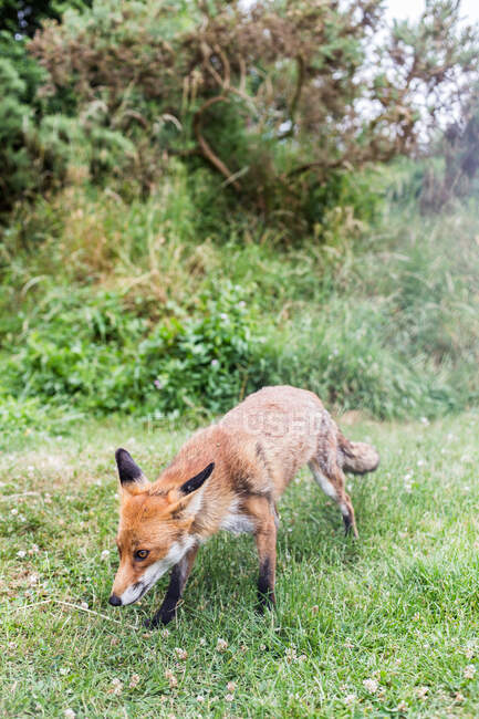 Fox in a park, Londres, Inglaterra, Reino Unido - foto de stock