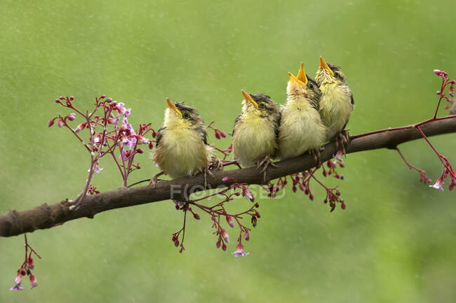 Cuatro pájaros sentados en una rama, Indonesia - foto de stock