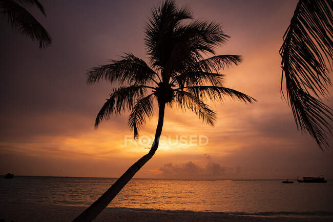 Силуэт Пэм на пляже на закате, Мальдивы — стоковое фото
