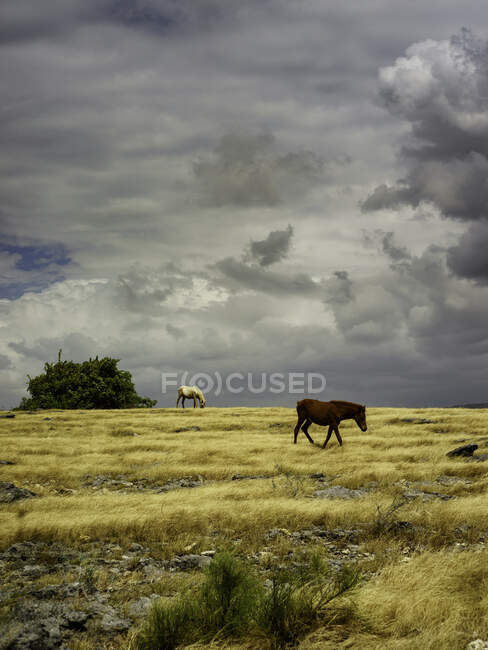 Две лошади, пасущиеся на лугу, Восточная Сумба, Восточная Нуса Тенгара, Индонезия — стоковое фото