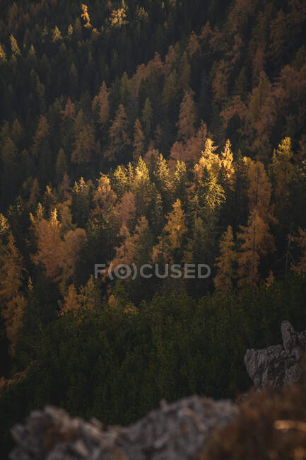 Foresta di larici nelle Alpi austriache, Salisburgo, Austria — Foto stock