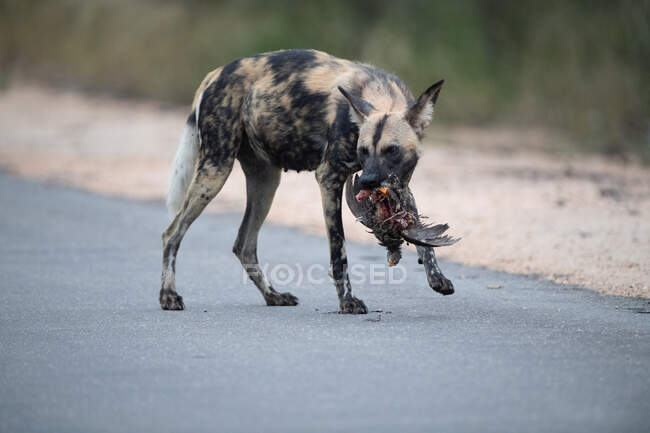 Afrikanischer Wilder Hund (Lycaon pictus) mit einem Francolin im Maul, Südafrika — Stockfoto