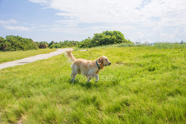 Golden retriever dog walking in a rural landscape, United States — Stock Photo