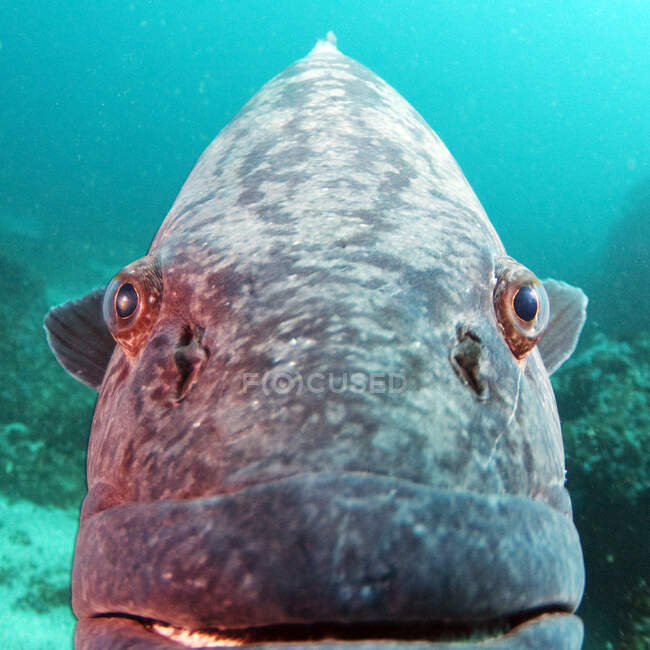 Extreme Nahaufnahme eines Kartoffelzackenfisches unter Wasser, Mosambik — Stockfoto