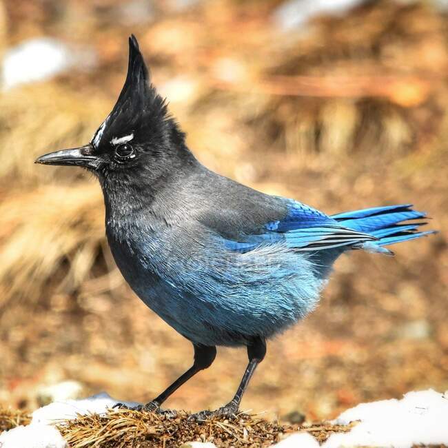 Portrait of a Steller's Jay, Colorado, United States — Stock Photo