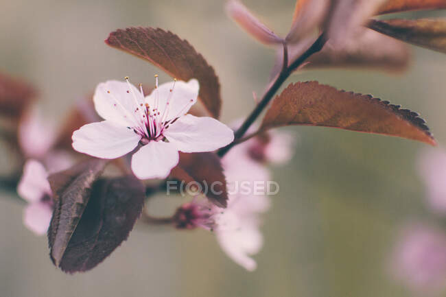 Close-up of pink cherry blossom branch — Stock Photo