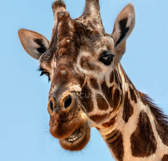 Сетчатый жираф, Национальный заповедник Самбуру, Кения — стоковое фото