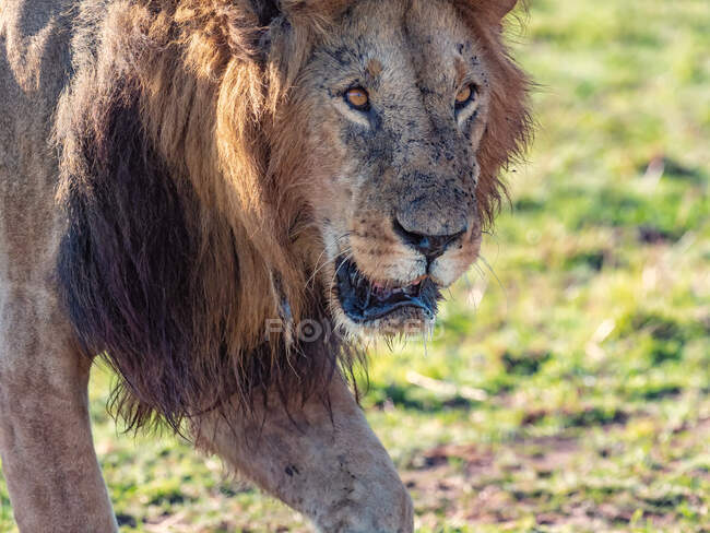 Portrait du lion légendaire Bob Marley, Masai Mara, Kenya — Photo de stock