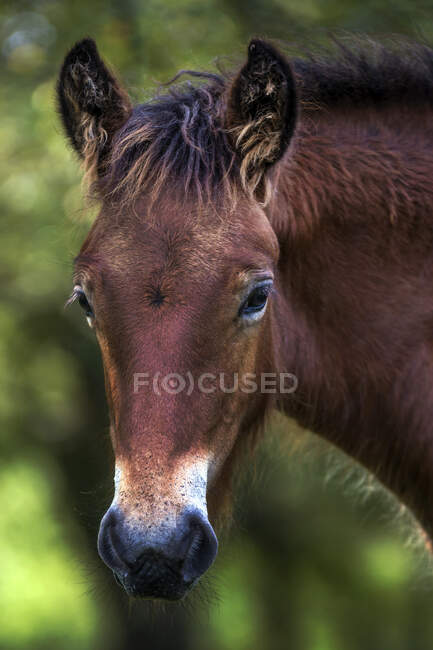 Pferdeporträt, Naturpark Urkiola, Durango Vizcaya, Baskenland, Spanien — Stockfoto
