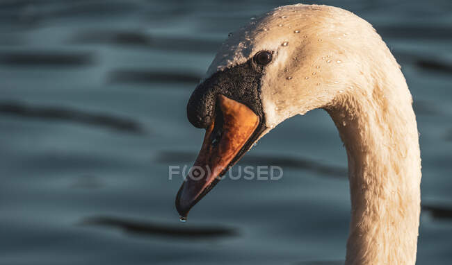 Primer plano de la cabeza de un cisne, Richmond Park, Londres, Reino Unido - foto de stock