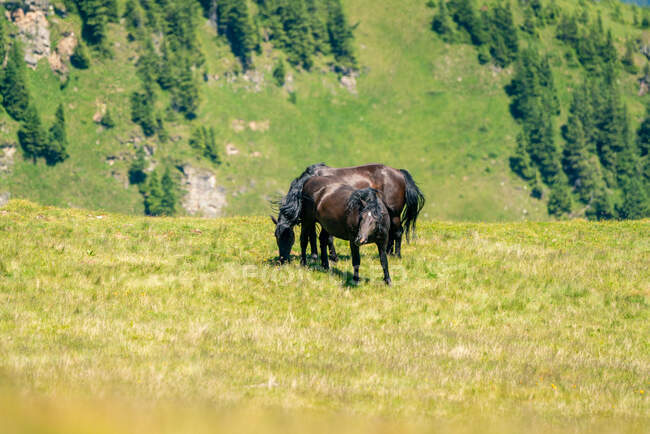 Дикие лошади в австрийских Альпах, Австрия — стоковое фото