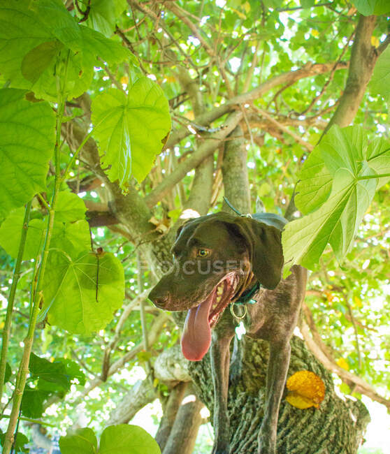 Perro puntero corto alemán trepando a un árbol, Estados Unidos - foto de stock