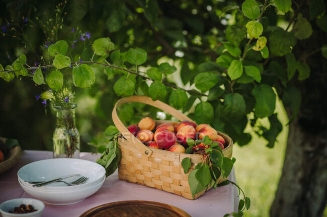 Кошик абрикосів на столі в саду (Сербія). — стокове фото