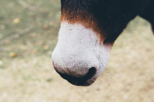 Close-up de um focinho de burro — Fotografia de Stock