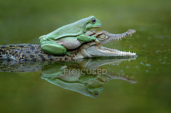 Frog on top of a crocodile, Indonesia — Stock Photo