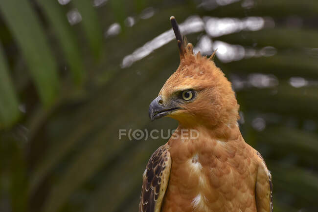 Portrait de Javan Hawk-eagle, Indonésie — Photo de stock