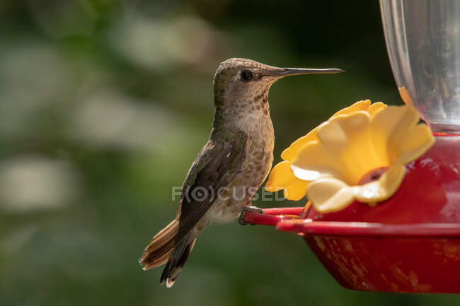 Ritratto di colibrì di Anna appollaiato su un alimentatore d'acqua per uccelli, Canada — Foto stock