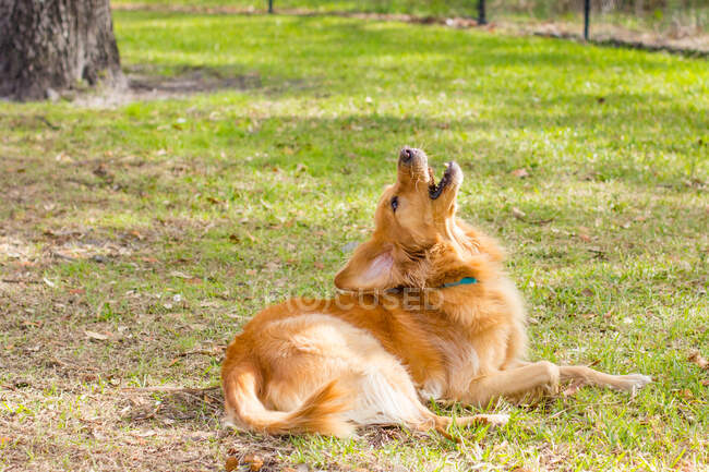 Golden retriever lying on grass in a park, United States — Stock Photo