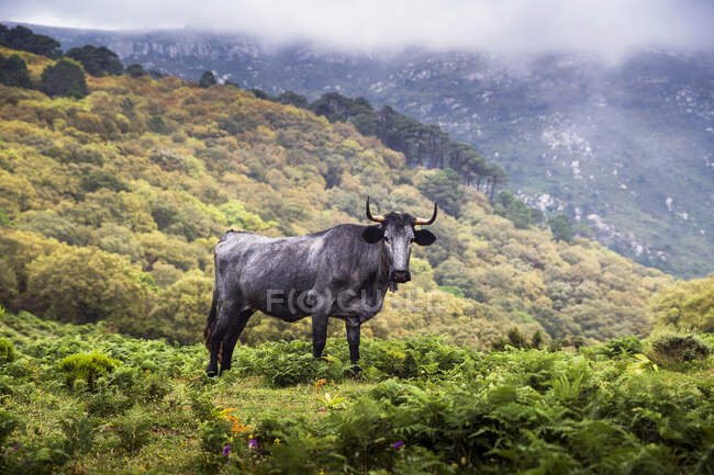 Bull standing in an alpine meadow, Tarifa, Cadiz, Andalusia, Spain — Stock Photo