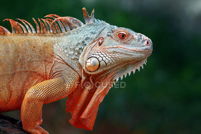 Close-up of an iguana, Indonesia — Stock Photo