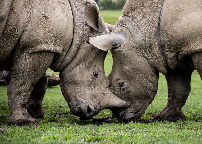 Dos rinocerontes luchando, Inglaterra, Reino Unido - foto de stock