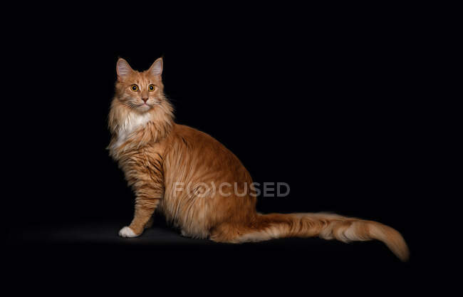 Retrato de un gato Maine Coon - foto de stock