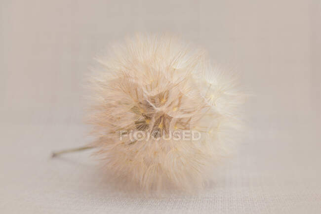 Close-up of dandelion clock on white background — Stock Photo