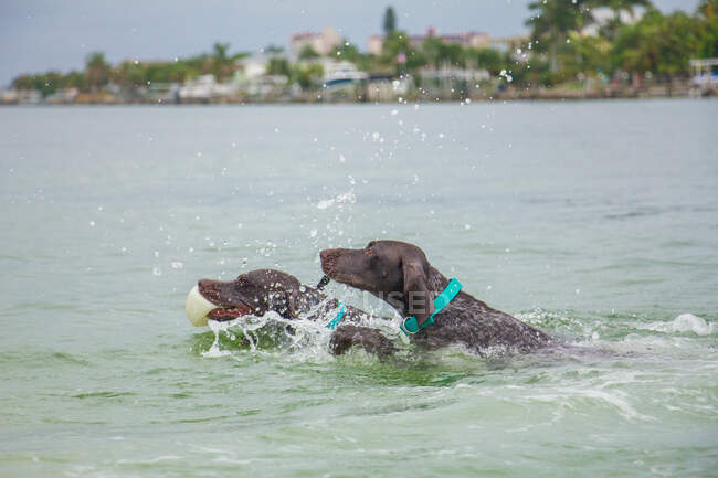 Due cani che vanno a prendere una palla nell'oceano, Stati Uniti — Foto stock