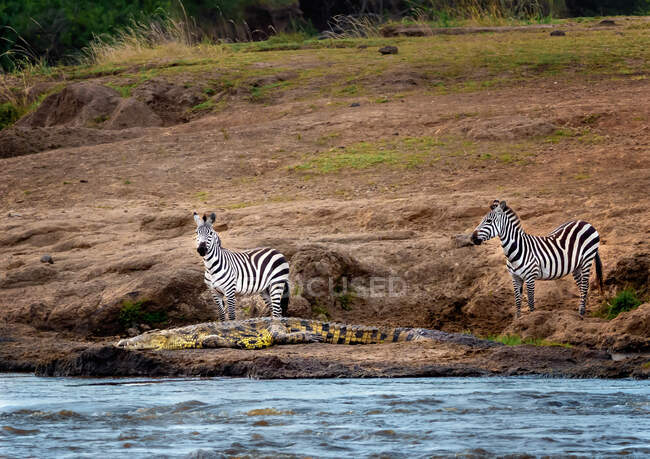 Two zebras standing next to a Nile crocodile, Kenya — Stock Photo