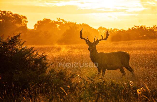 Retrato de um veado ao pôr do sol, Bushy Park, Richmond upon Thames, Reino Unido — Fotografia de Stock