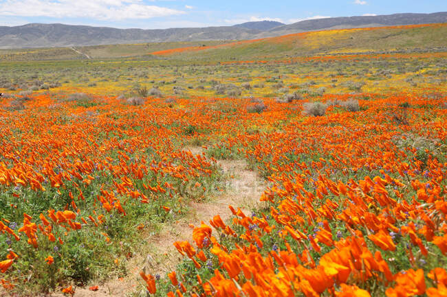 Passo a passo através de um prado de papoula, Reserva Natural do Estado do Vale do Antelope California Poppy, Califórnia, Estados Unidos — Fotografia de Stock