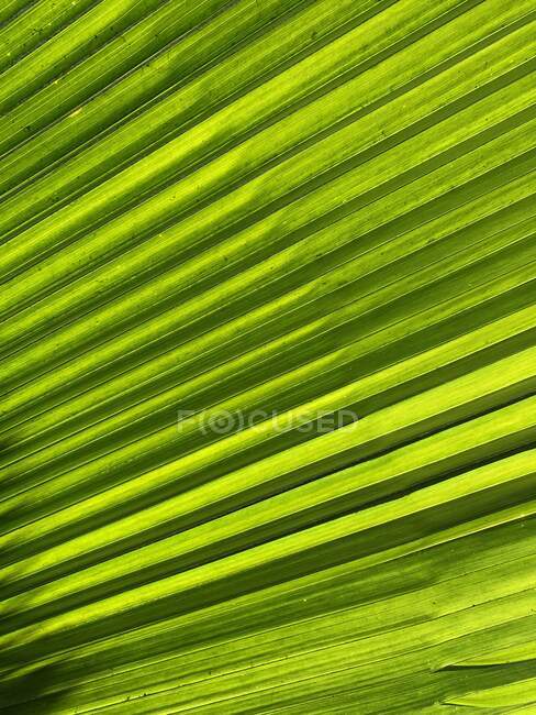 Primer plano de una hoja de palma texturizada, México - foto de stock