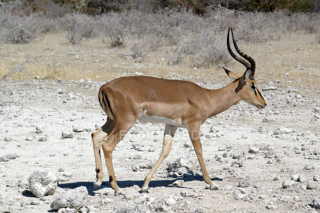Impala de rosto preto, Parque Nacional de Etosha, Namíbia — Fotografia de Stock