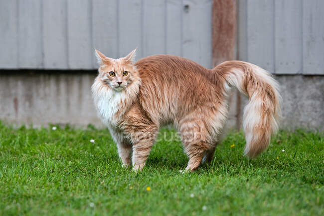 Porträt einer Maine Coon Katze, die in einem Garten steht — Stockfoto