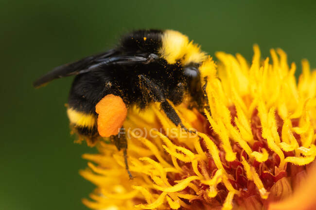 Primo piano di un'ape che impollina un fiore, Columbia Britannica, Canada — Foto stock
