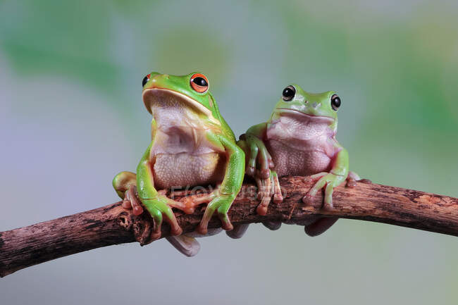 Австралійська біла деревна жаба і пухнаста деревна жаба на гілці (Індонезія). — стокове фото