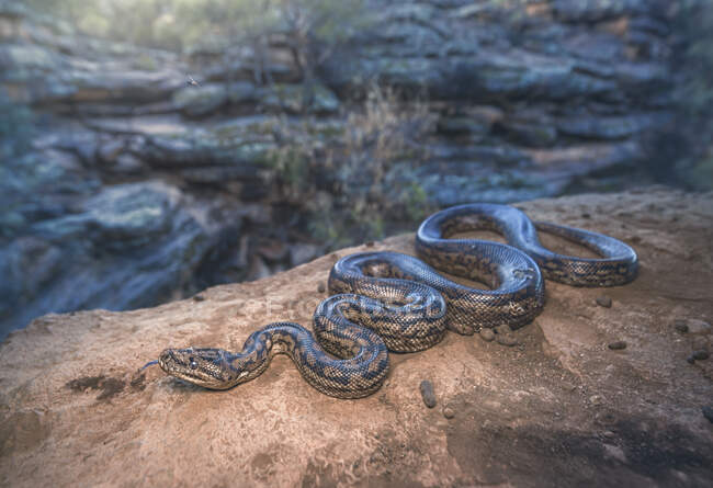 Murray Darling python alfombra (Morelia spilota metcalfei) en las rocas junto a un río, Australia - foto de stock