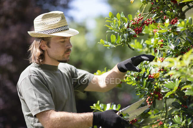 Man standing in a garden cutting back plants, Germany — Stock Photo