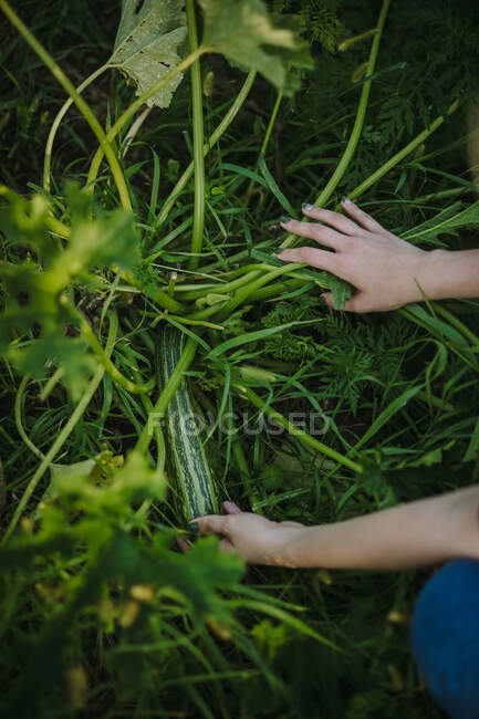 Женщина собирает цуккини в огороде, Сербия — стоковое фото