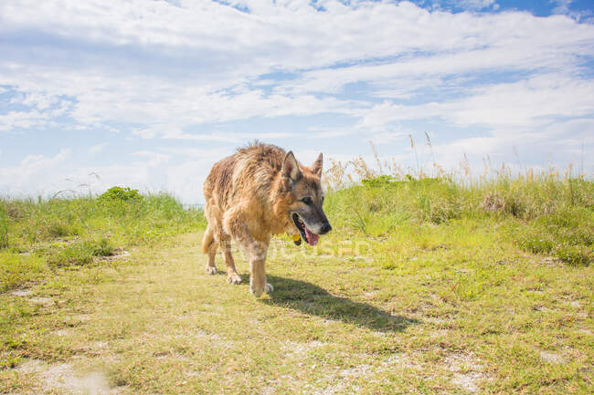 Berger allemand chien marchant sur la plage États-Unis — Photo de stock