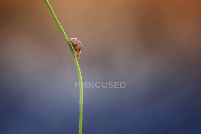 Close-up of a ladybug on a plant, Indonesia — Stock Photo
