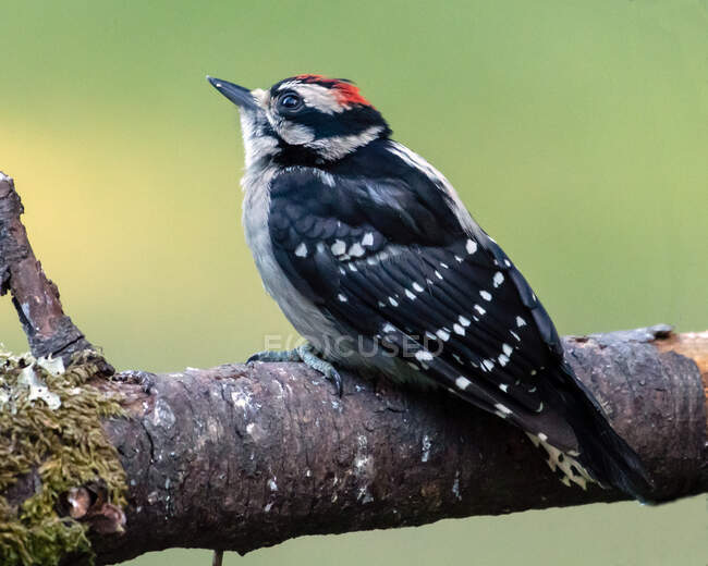 Pájaro carpintero en una rama, Canadá - foto de stock
