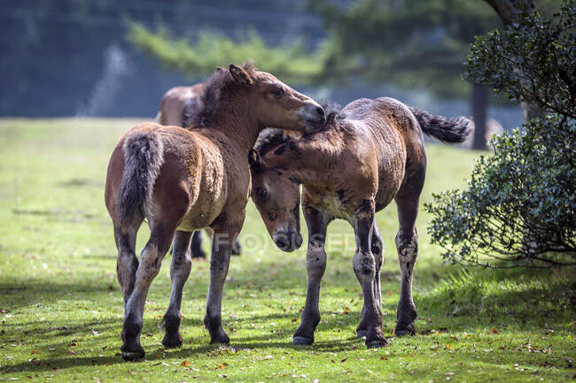 Two young Foals playing, Urkiola Natural Park, Durango Vizcaya, Basque Country, Spain — Stock Photo