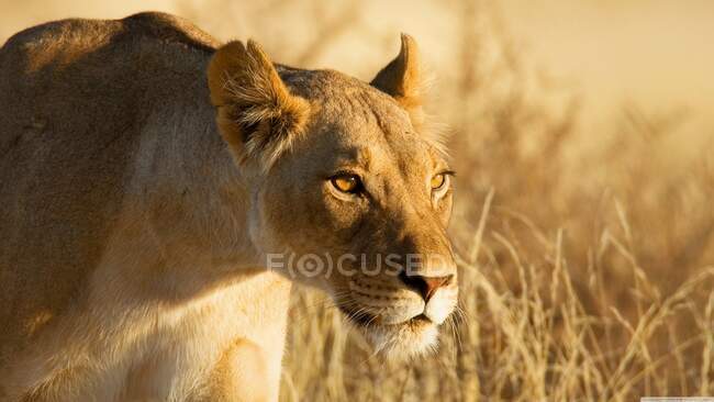 Retrato de un león cazando, India - foto de stock