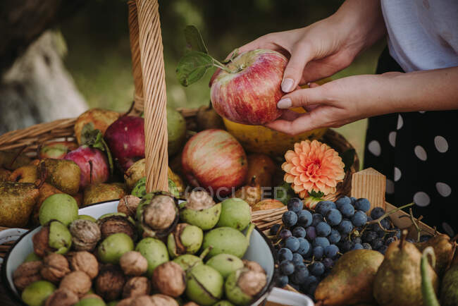 Mujer eligiendo una manzana de una mesa llena de frutas y verduras, Serbia - foto de stock