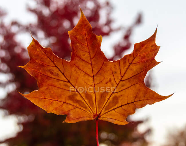 Nahaufnahme eines Ahornblattes, British Columbia, Kanada — Stockfoto