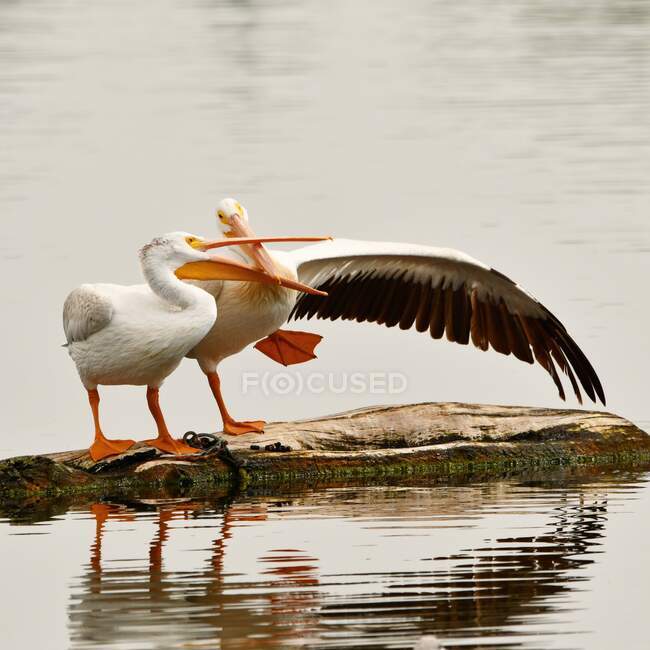Dois pelicanos em uma rocha em um lago, Colorado, Estados Unidos — Fotografia de Stock