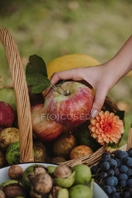 Mujer eligiendo una manzana de una mesa llena de frutas y verduras, Serbia - foto de stock